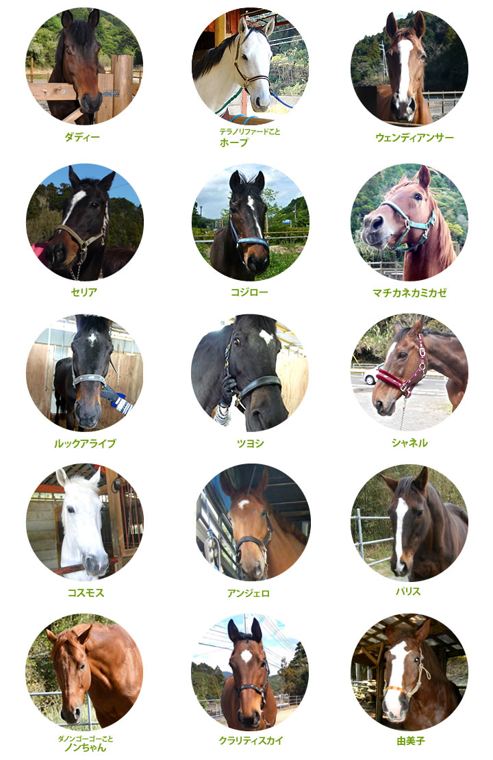 ダディー牧場にいる馬のご紹介 ダディー牧場にいる馬のご紹介